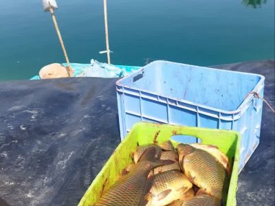 پیش بینی برداشت بیش از ۵ تن ماهی از استخرهای کشاورزی جهرم 