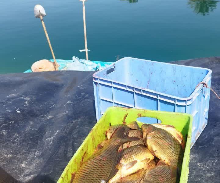 پیش بینی برداشت بیش از ۵ تن ماهی از استخرهای کشاورزی جهرم 