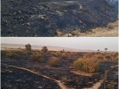 ۳ هکتار از باغات جهرم طعمه حریق شد