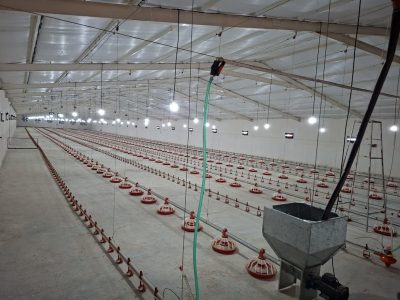 احیای مرغداری ۳۰ هزار قطعه‌ای در جهرم
