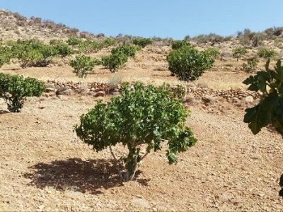 آغاز گرده‌افشانی ۷۰۰ هکتار انجیرستان دیم جهرم