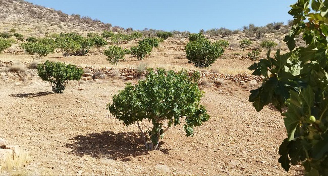 آغاز گرده‌افشانی ۷۰۰ هکتار انجیرستان دیم جهرم